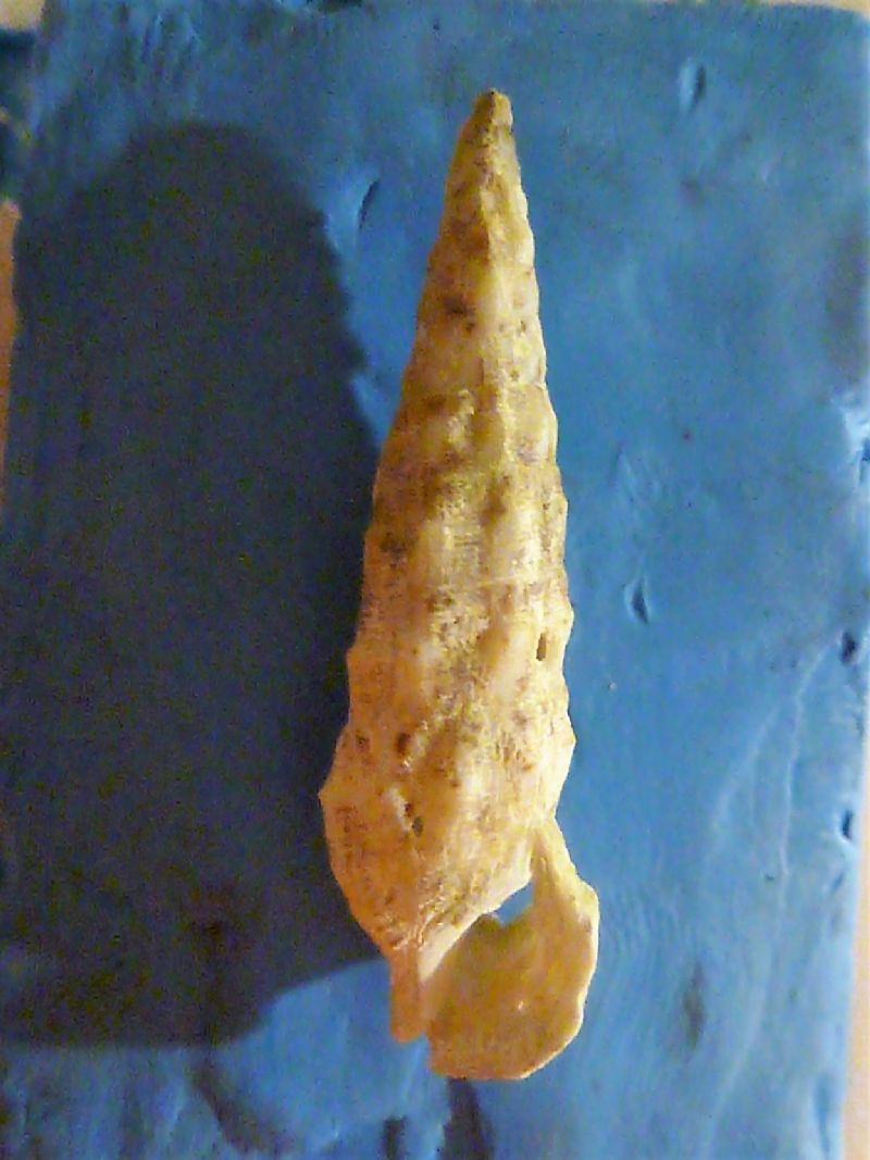 Cerithium1